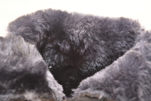 Ботинки женские зимние  H267